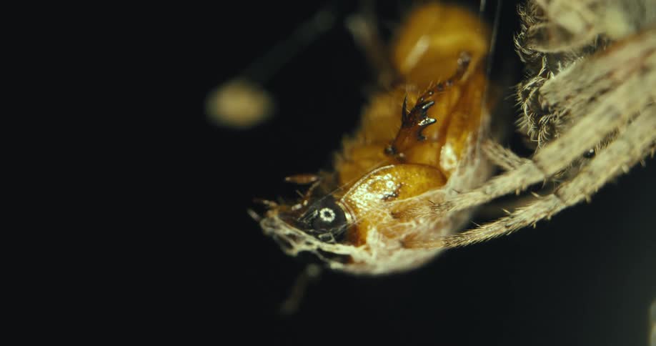 A spider holding on to an insect stuck in its web