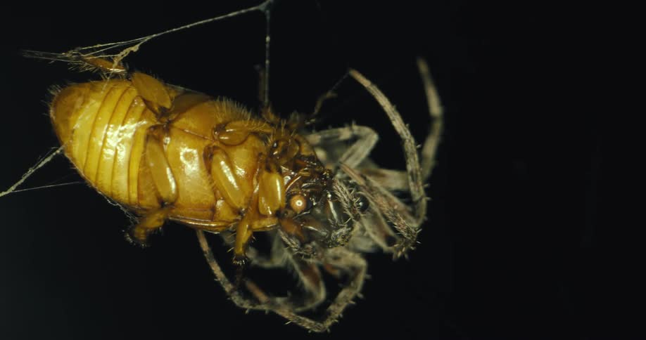 A bug stuck in a web struggles as a spider attacks it