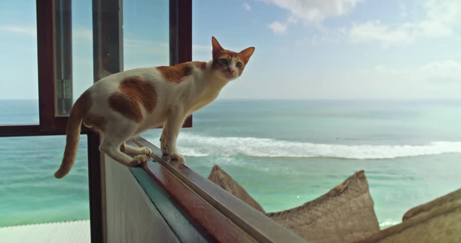 A cat sits on a railing on a porch on the shore