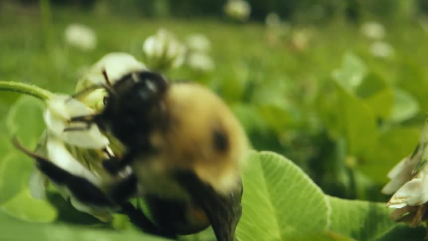 Bee gets pollen and nectar from white flower