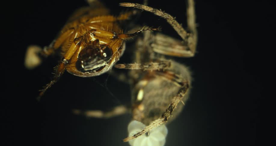 A spider with a bug caught in its web