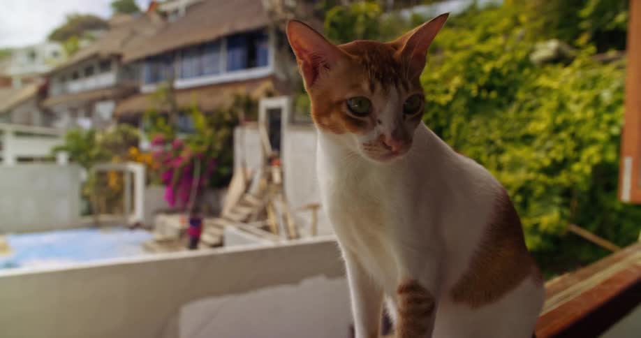 Close up of a domestic cat standing on the windowsill of an apartment