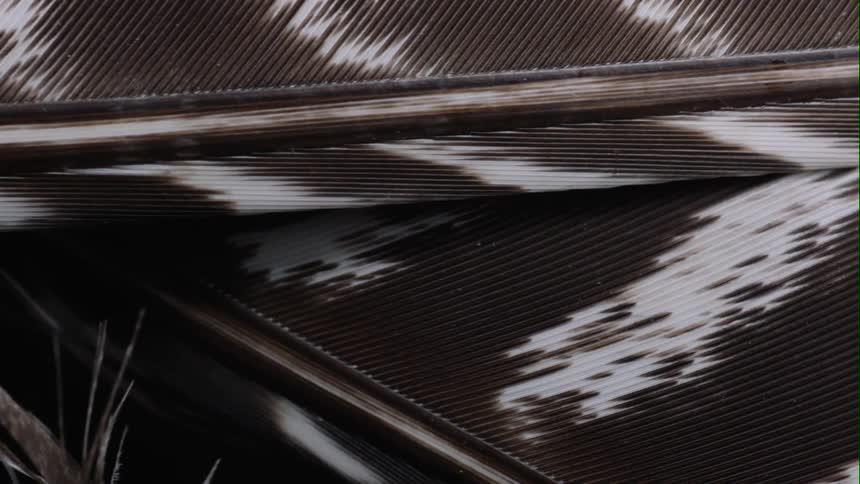 The artwork has white and brown lines