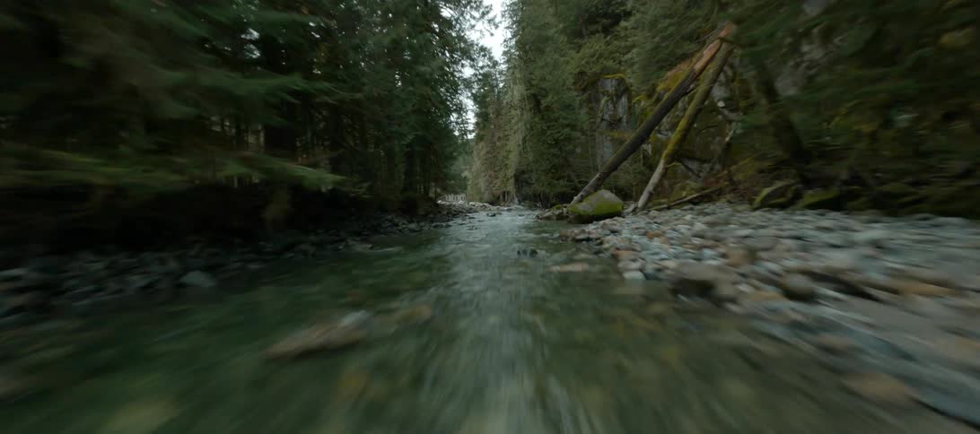 A river running through a forest