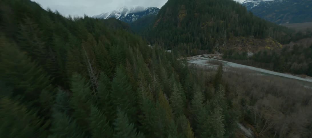 The trees cover the mountains