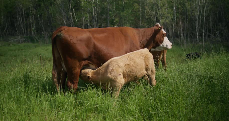 A cow standing in the grass as her calf feeds from her udder