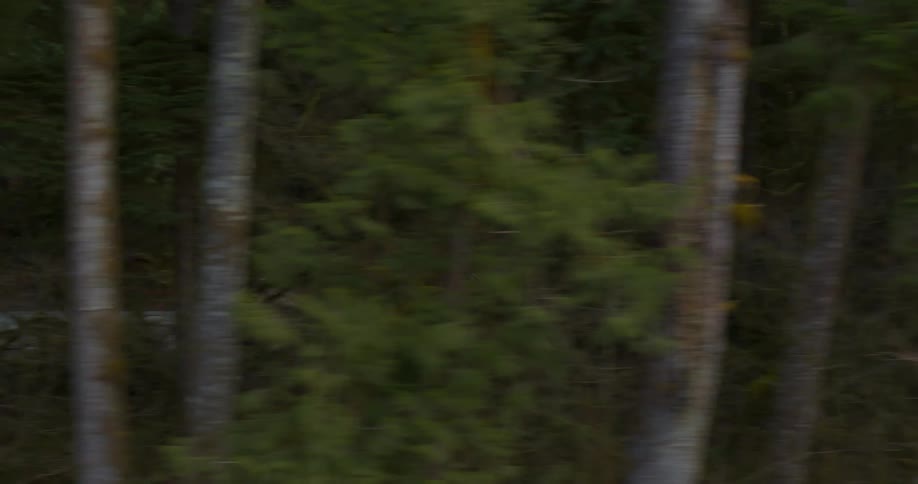 A truck drives next to a forest