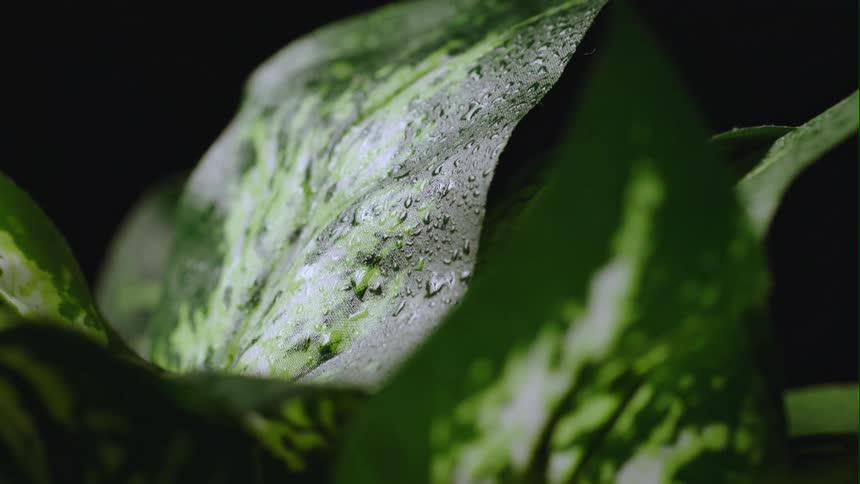 Water drops on the surface of green leafs on a potted plant against a black background