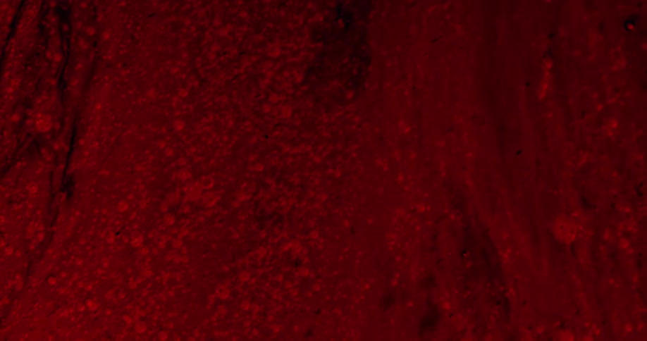 Close up of a dark intense red liquid ink flowing on a spiral