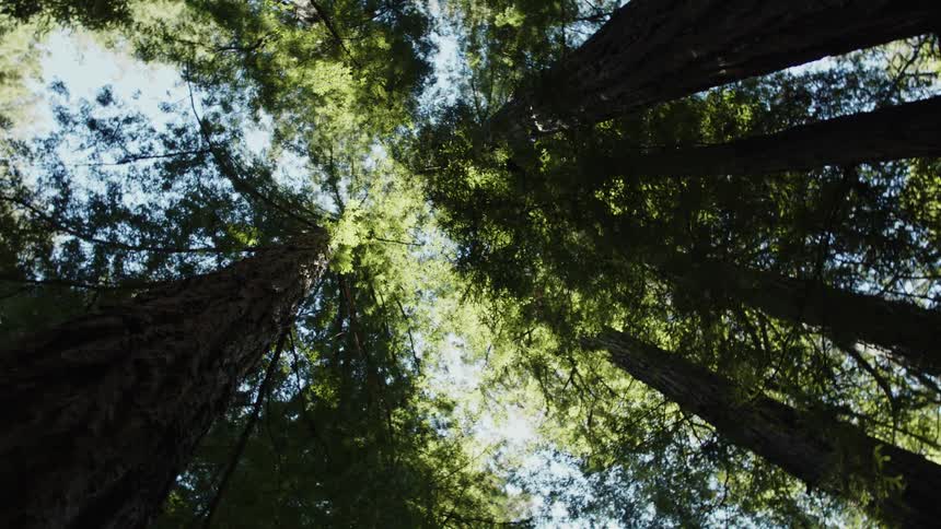 Several towering tall redwood trees grow in close proximity to each other