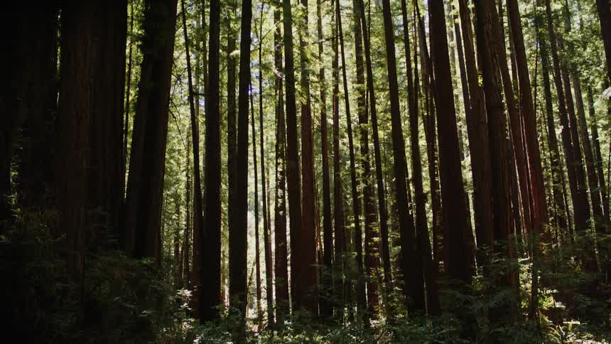 Tall thin group of trees in a densely packed forest under a blue sky
