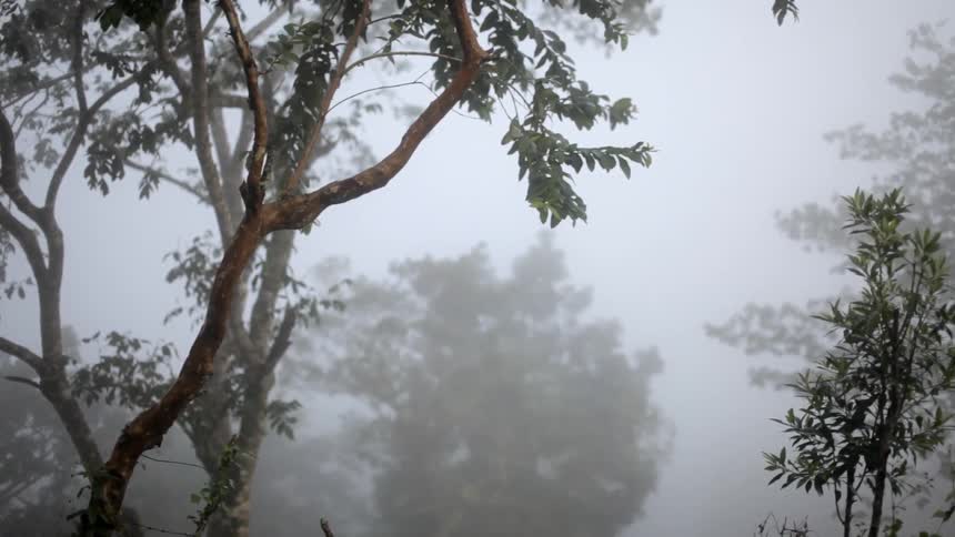 Light breeze blowing through trees in a foggy forest