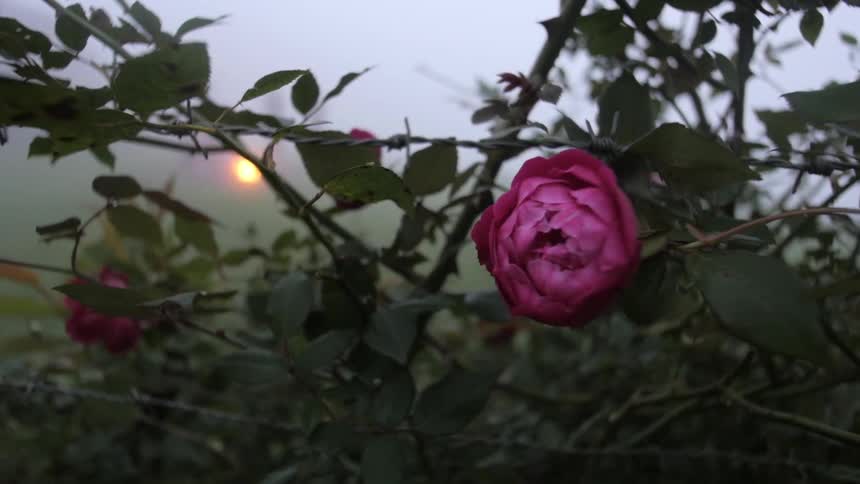 A flower sways in the breeze