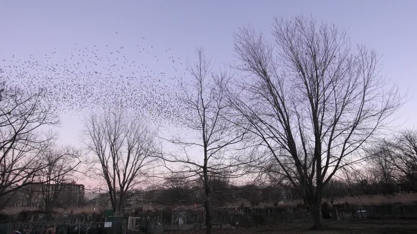 A flock of birds fly over bare trees at sunset