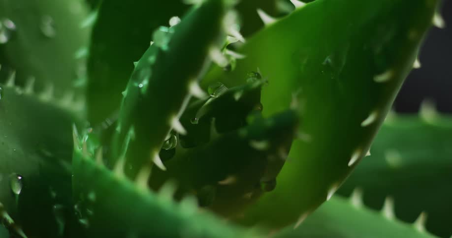 Raindrops falling on a cactus