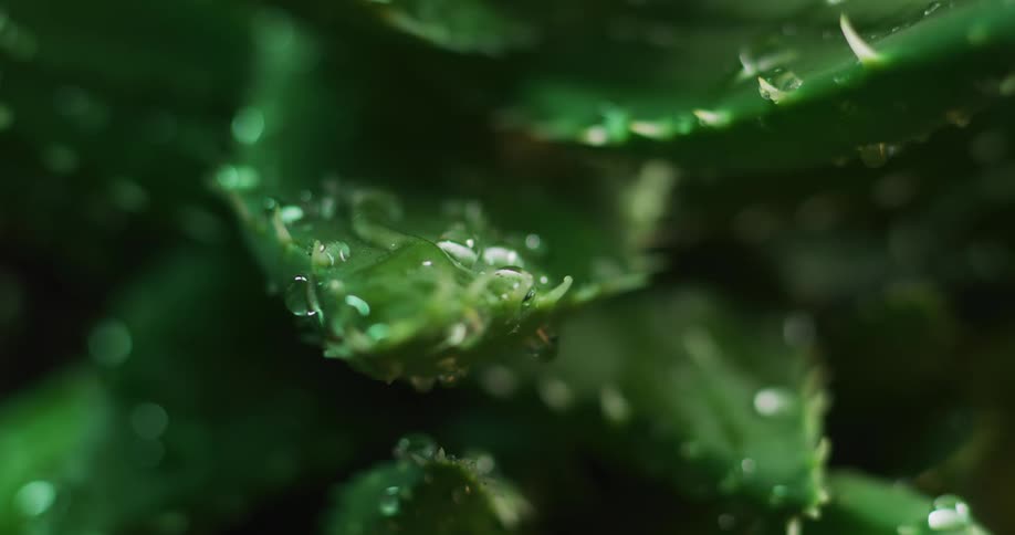 Water drops falling on plant leaves and covering its surfaces