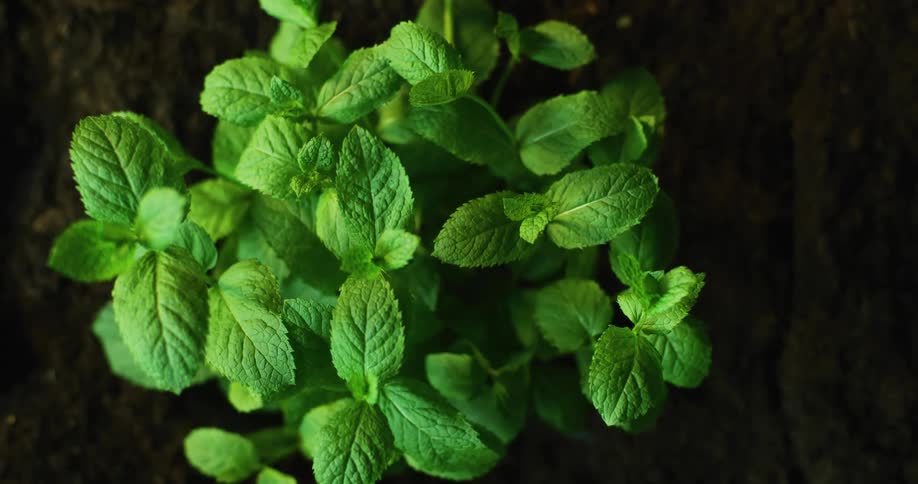 Close up view of a leafy plant is displayed