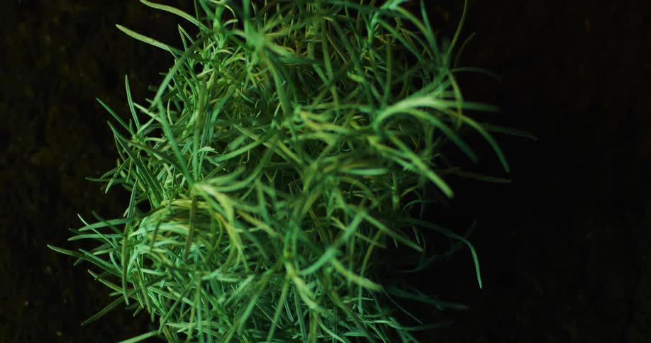 Close up of a plant as it closes up