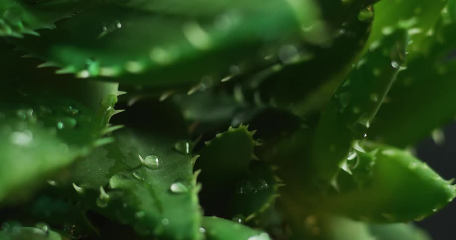 Raindrops falling on cactus leaves