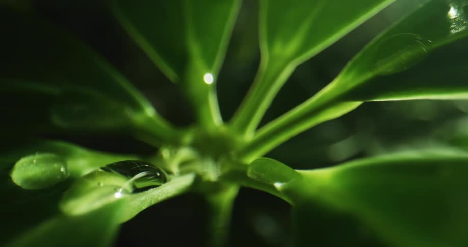 Water droplets on green spinach leaves