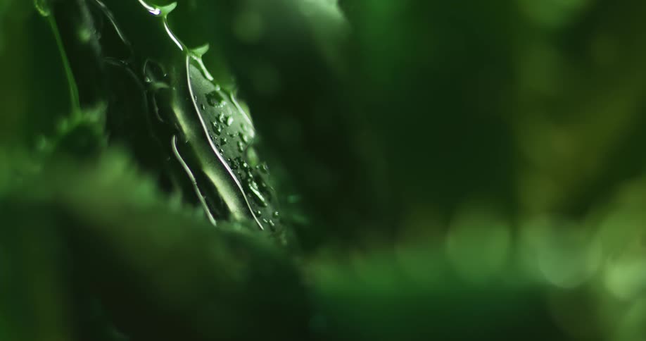 Water drops falling through a green leaf