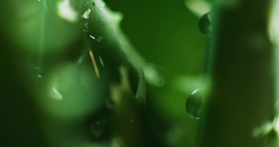 Water drops falling through a green plant