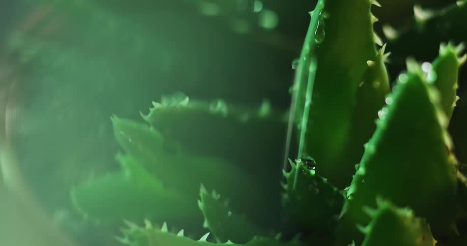 Close up of water droplets falling over thick green aloe leaves with spikes