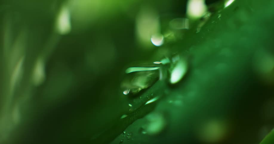 Water droplets fall on green leaves
