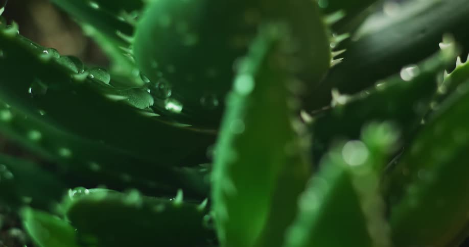 Rain drops fall onto cactus pads