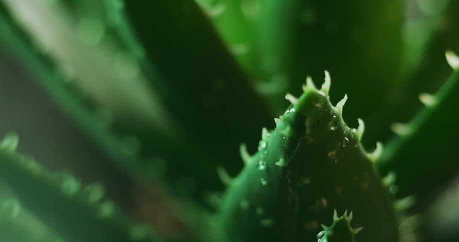 Raindrops falling on a plant