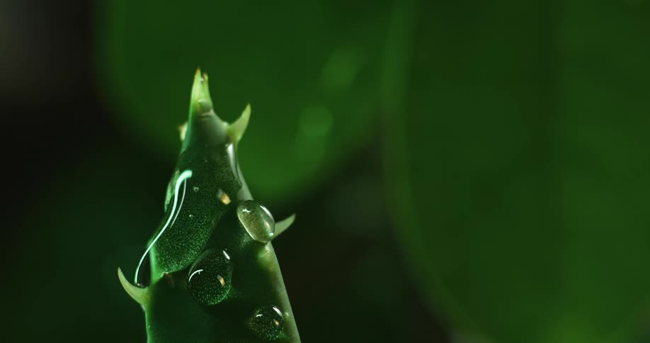 Close up of water droplets falling over thick green leaves with spikes