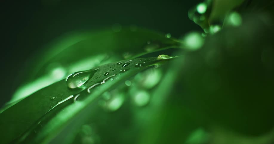 Water droplets fall on green leaves