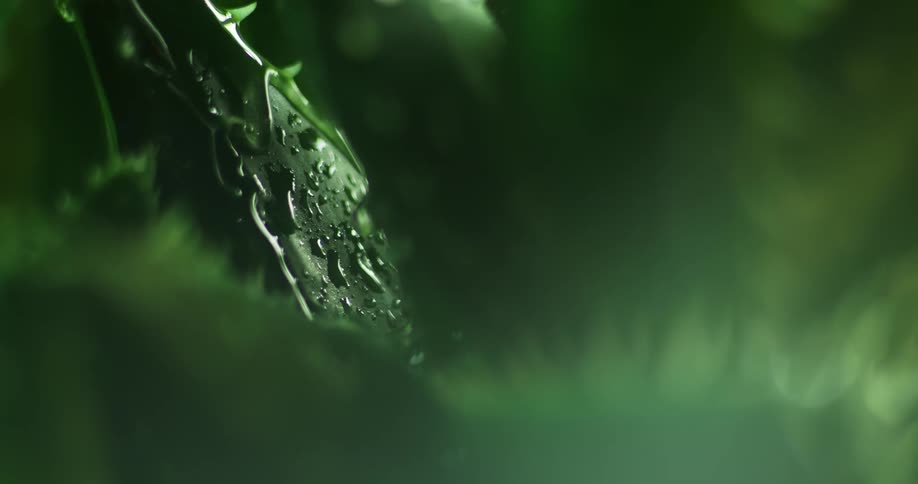 Sunlight shines upon water droplets as they fall on a plant in the rain