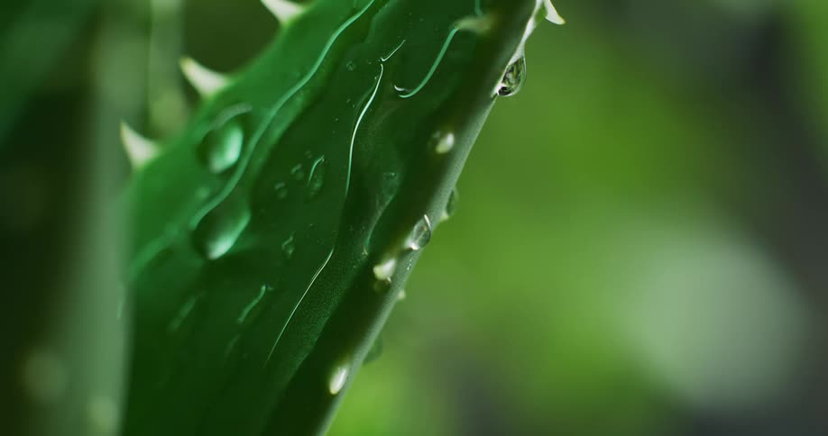 Falling rain drops are dripping down a plant