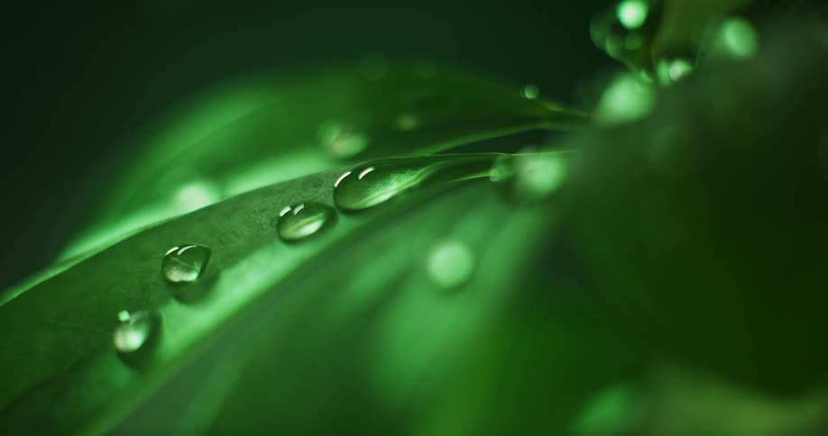 Water droplets fall on green leaves