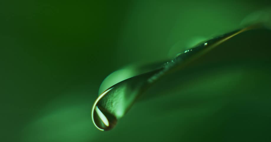 Droplet falls from green leaf