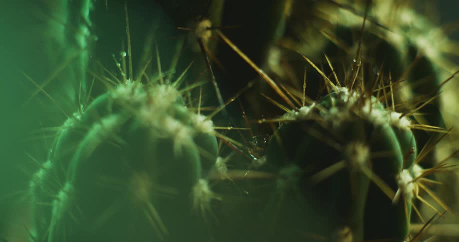 Close up of water droplets falling over the needles or thorns of a small cactus plant