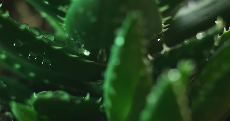 Water is dripping off a cactus