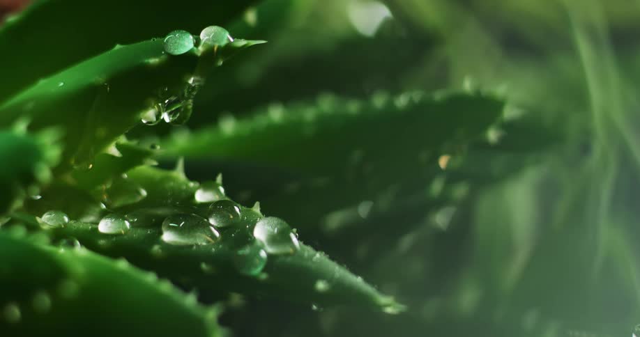 Water droplets drip onto the leaves of a plant as rain falls
