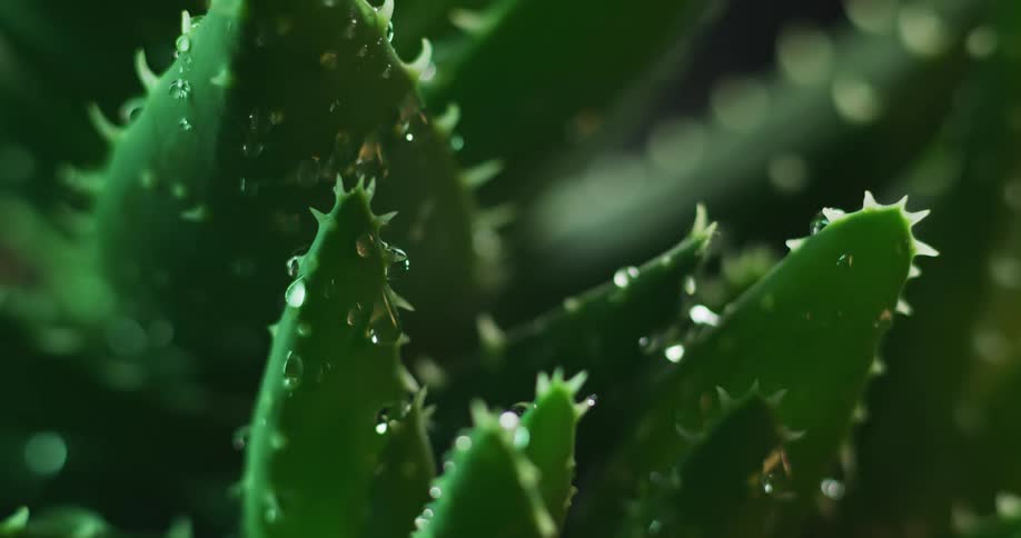 Rain droplets are falling onto a spiky aloe plant