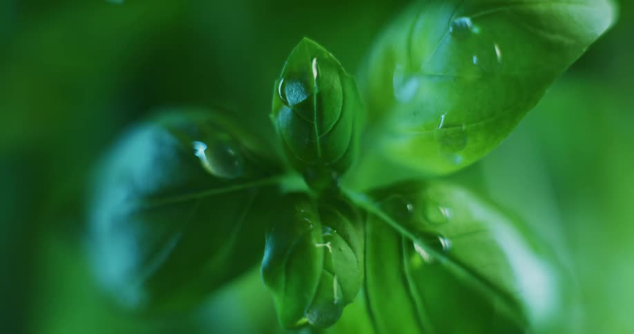 Water droplets are displayed on a leafy plant