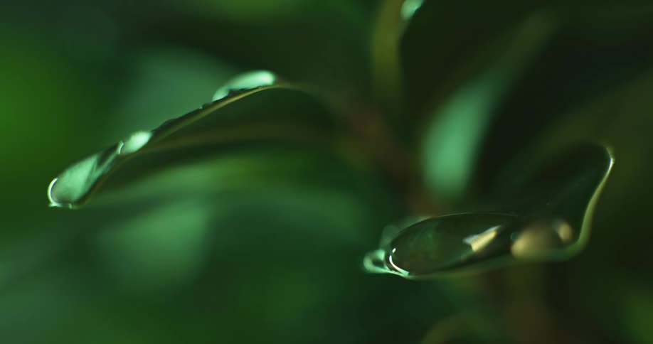 Water droplets fall from leaves as the sunlight shines upon them
