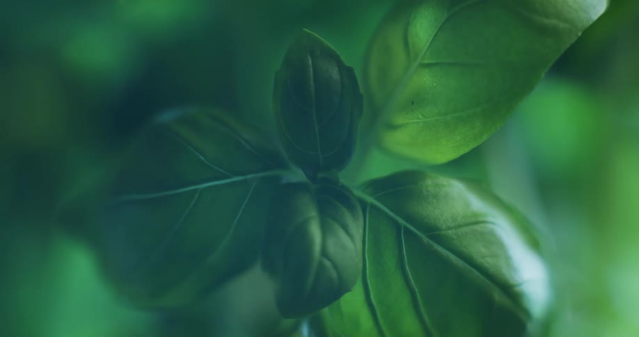 Close up view of plants during spring is displayed