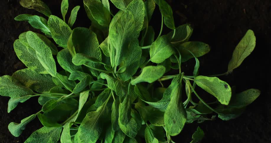 Time lapse view of plants are displayed