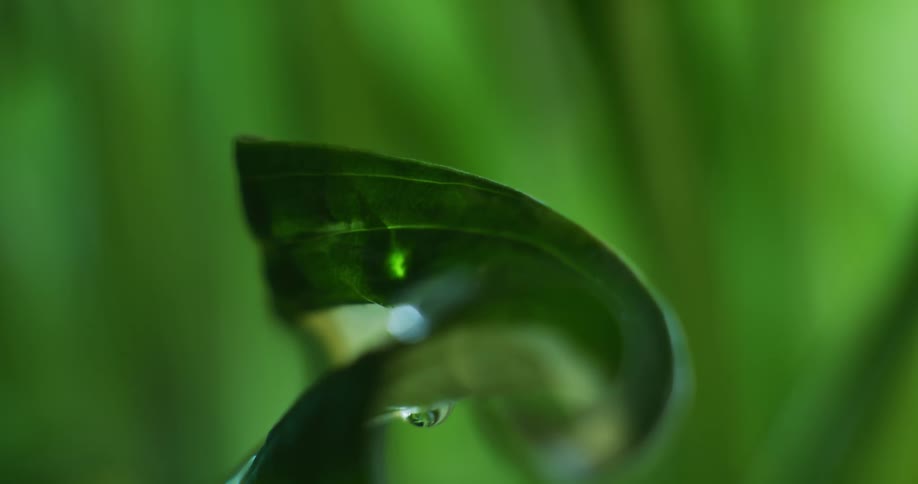 Water droplets fall on green spinach leaves