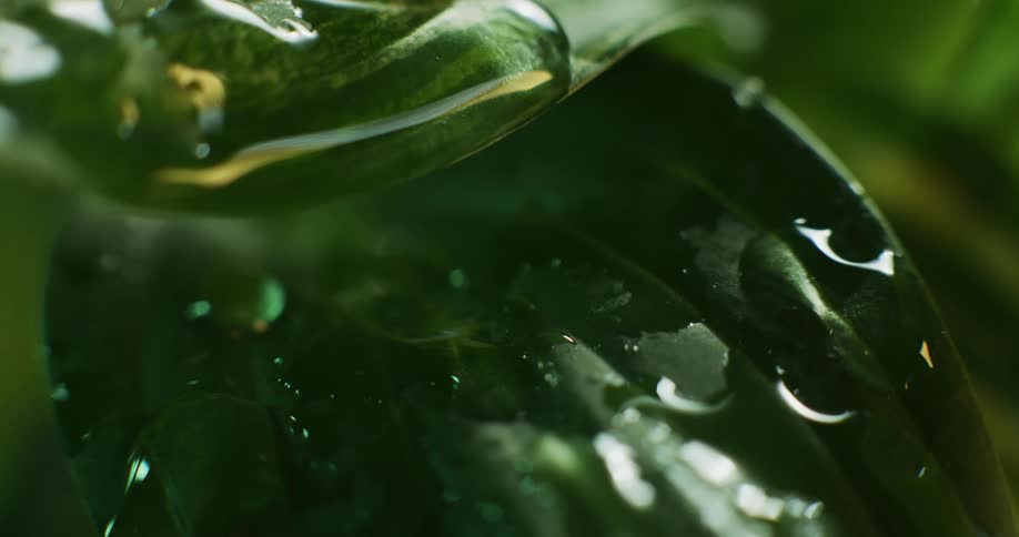 Water drops dripping from leaf to dark green leaf