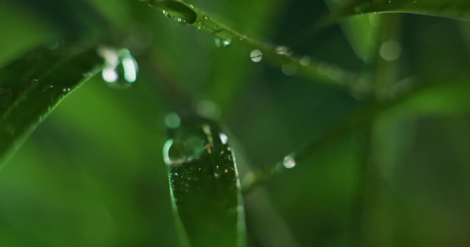 Water drops dripping from a plant stem onto a lush green leaf
