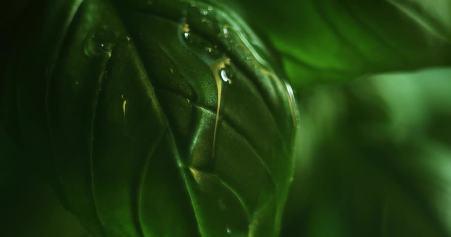 Water drops falling through a green leaf