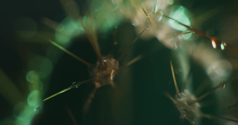 Close up of water droplets falling over the thorns of a small cactus plant