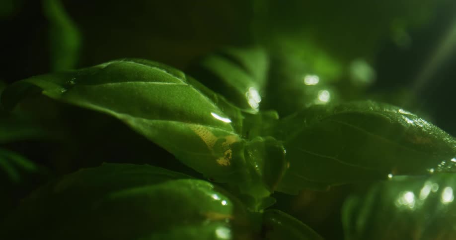Water droplets fall on green spinach leaves